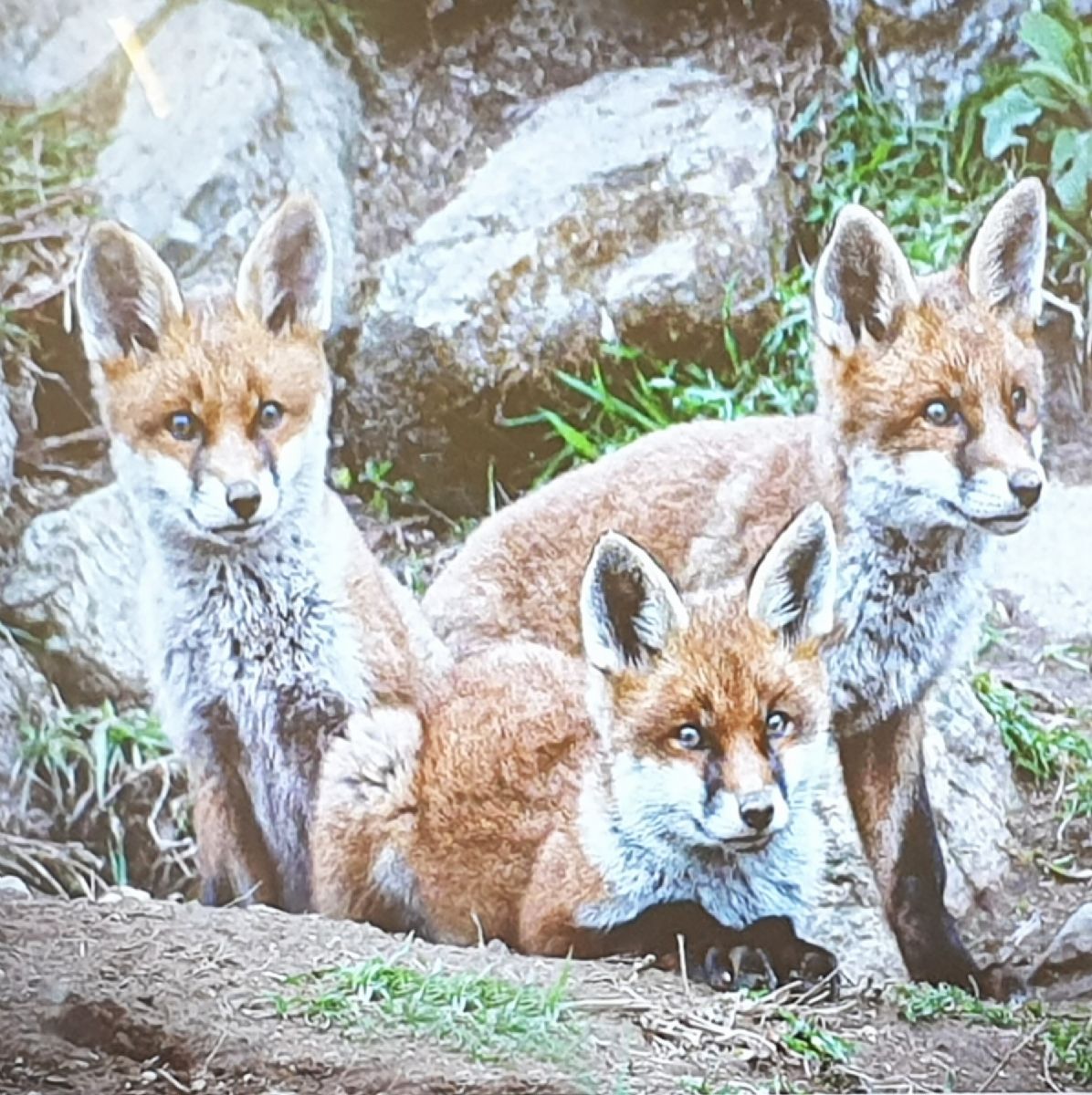 Fox cubs (Chris Reekie)